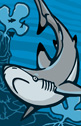 Kimberly Koskamp - 2 of Clubs - blacktip reef shark