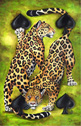 Dagmar Pasekov� - 4 of Spades - jaguar