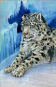 Amber Hill - Queen of Spades - snow leopard